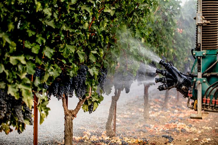 Rinçage des raisins à Napa suite aux incendies